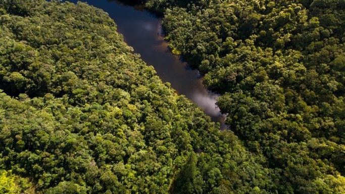 Aerial view of a rainforest