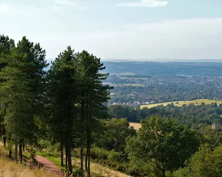 Scenic view from a grassy hillside trail lined with tall pine trees.