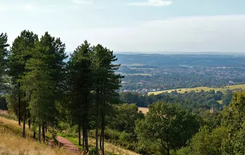 Scenic view from a grassy hillside trail lined with tall pine trees.