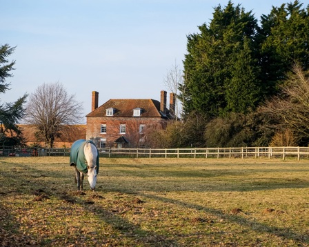 A country house with a pony in the foreground